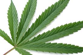 hemp