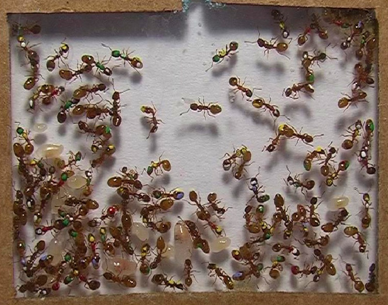 Temnothorax rugatulus. Credit: Arizona State University