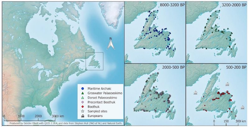 This schematic shows the settlement history of Newfoundland encompassing occupations by at least three distinct cultural groups: MA,Dorset Palaeoeskimo, and Beothuk. Credit: Deirdre Elliott with QGIS 2.18.44, and data from Stephen Hull and Natural Earth.