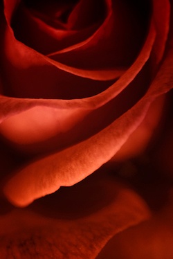 Credit: Priya Saihgal, Flickr (CC BY-NC-ND 2.0)