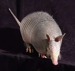 armadillo