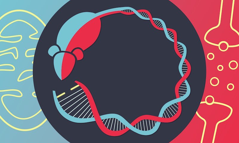 Abstract rendition of the paper's themes.Mutations in the gene ANT1 may confer a risk for bipolar disorder through a complex interplay between serotonin and mitochondrial signaling in the brain. Credit: Milena Menezes Carvalho/RIKEN National Science Institute