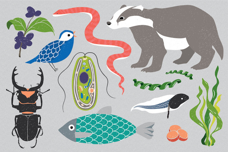 The Earth BioGenome Project aims to sequence all eukaryotic species. This superkingdom of life includes all organisms except bacteria and archaea. Credit: Mirhee Lee
